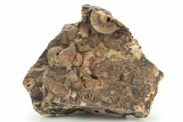 Detailed Jurassic Ammonites in Rock - Morocco #295344